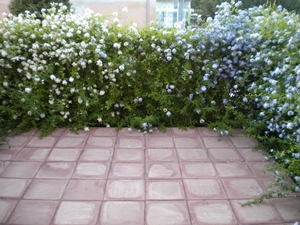 Foto miniatura 4