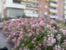 Foto miniatura 2